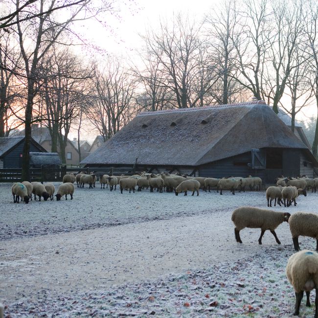 Schapen in de sneeuw