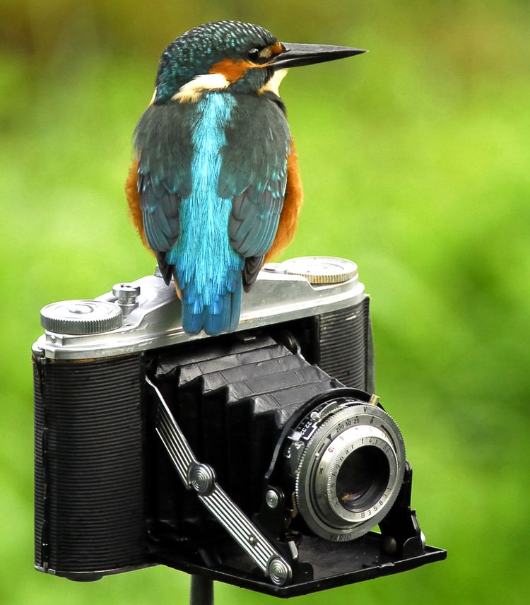 'Kieknou' anniversary nature photography exhibition