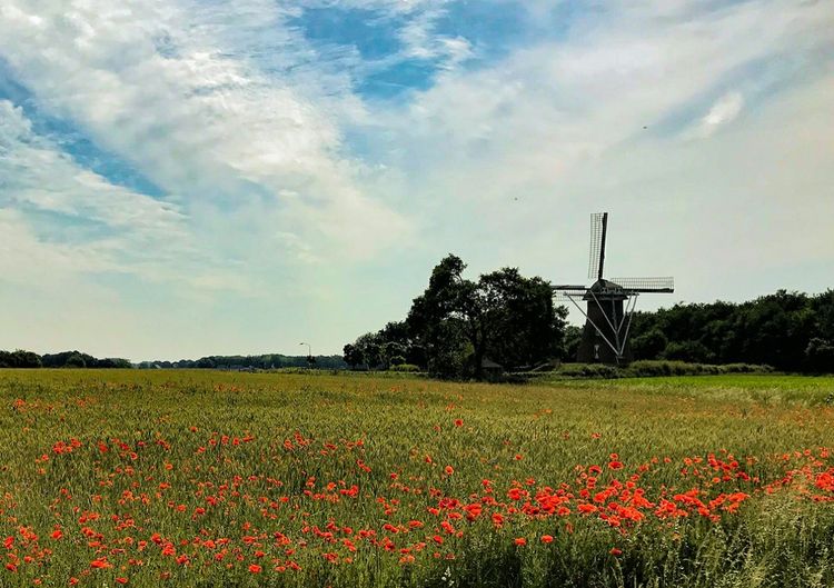 Molen Johanna Elisabeth met klaprozenveld - Vlierden