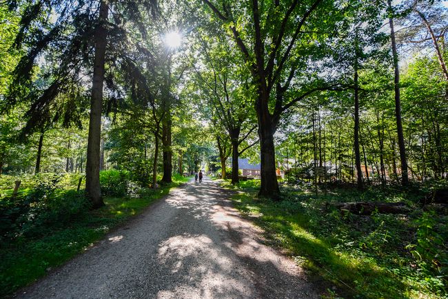 Een zonovergoten bospad in de Kaapse Bossen leidt richting Chalet Helenaheuvel. Twee wandelaars lopen tussen de hoge bomen door, terwijl het zonlicht sfeervol door het bladerdak valt.
