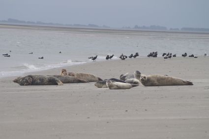 Zeehondentocht Engelsmanplaat