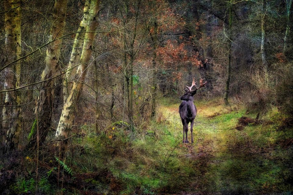 Ree in Boswachterij Westerschouwen