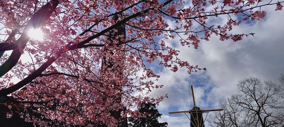 Historische windmolen De Windhond in Woerden, Groene Hart, gezien door bloeiende kersenbloesem in het voorjaar met zonlicht en blauwe lucht boven de stad.