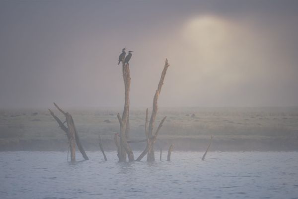 twee aalscholvers op een dode boom in het water