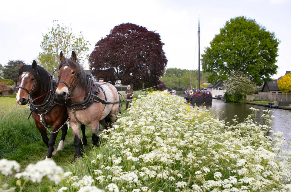 Twee trekpaarden trekken een historische trekschuit van Reederij De IJsel langs het jaagpad en de bloemenrijke oevers van de Hollandsche IJssel bij Oudewater.