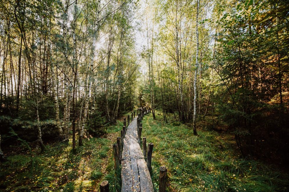 Bretterweg in der Natur.