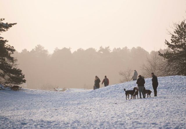Winter in den Dünen von Loonse und Drunense
