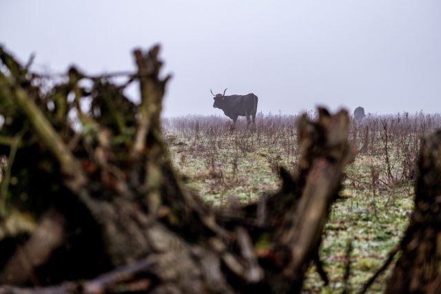 Wisent in de Maashorst
