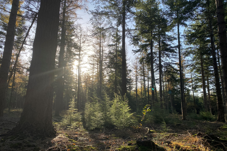 De zon schijnt tussen de bomen van het bos door, met een helderblauwe lucht op de achtergrond.