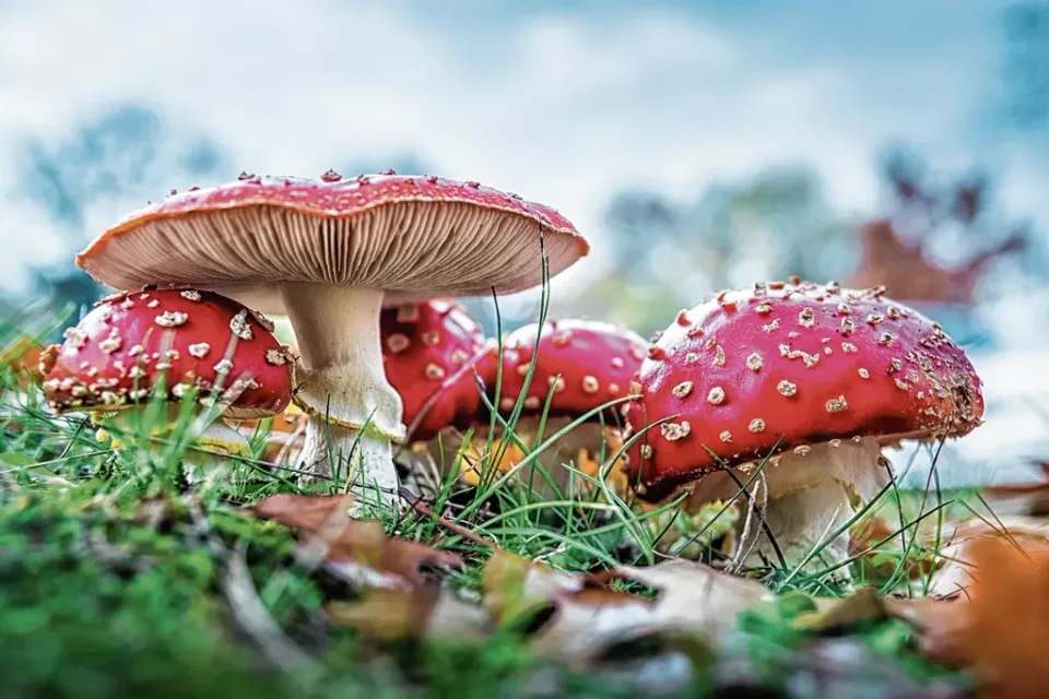 paddenstoelen rood met witte stippen