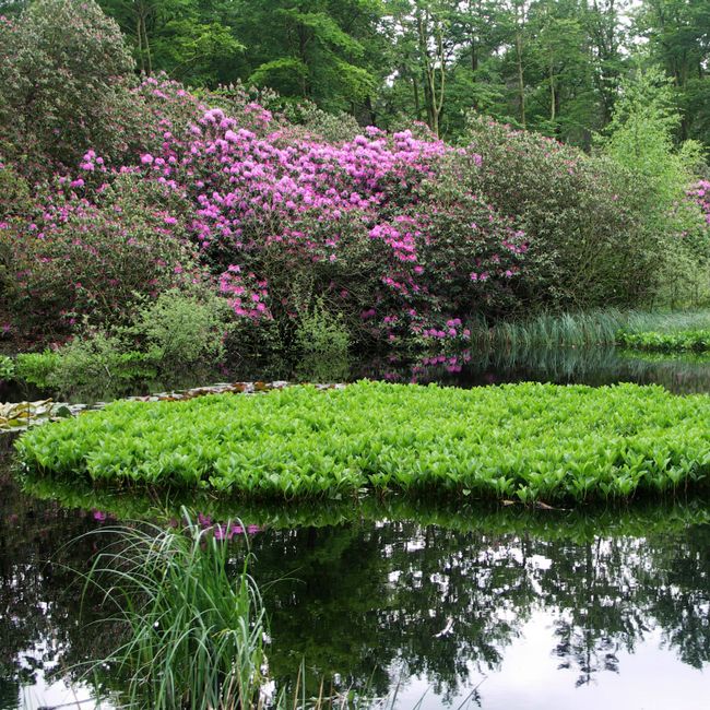 Vennetje met Rododendrons
