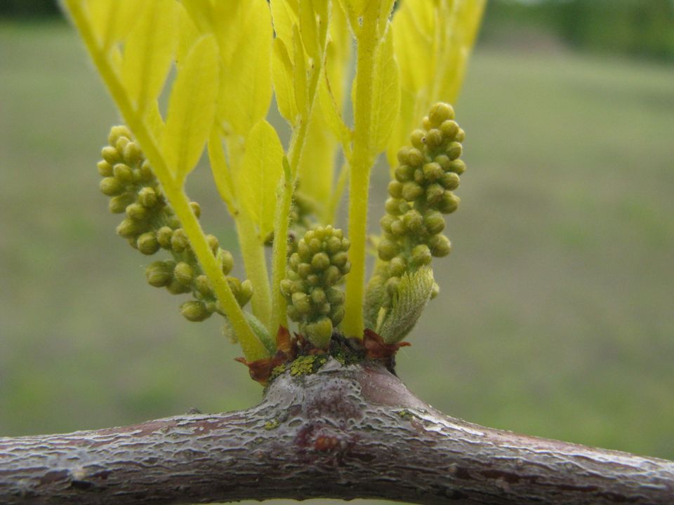 De bloem van een Valse Christusdoorn boom