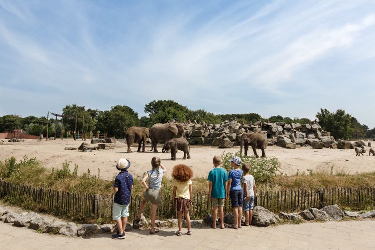 Een groepje kinderen staat te kijken naar een aantal olifanten tijdens het wandelen door het park.