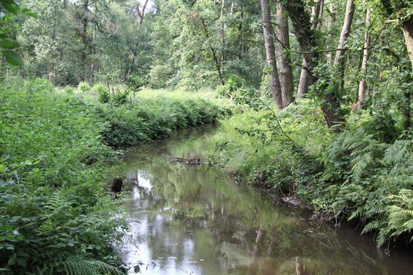 Tijdens deze natuurwandeling veel uitleg van de gidsen over de natuur Berken en Astense Aa