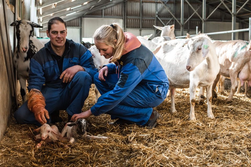 Geitjes bij Plattelandswinkel Goes