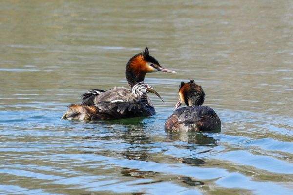 Vogelexcursies IVN Geldrop starten 24 maart
