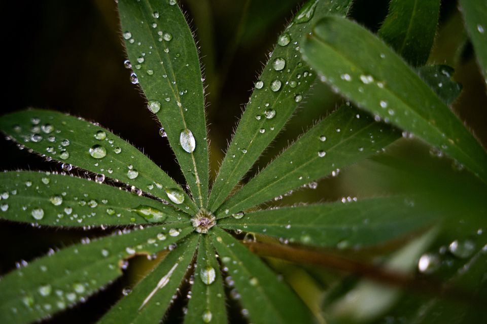 Ein Blatt mit Wassertropfen.