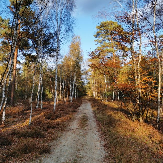 Bos berken herfstkleur