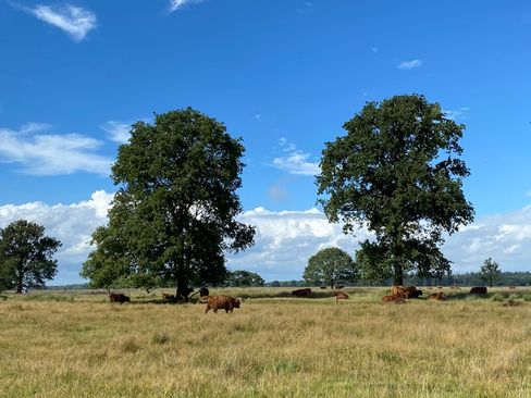 Holiday home in Wateren, Drenthe with large forest garden - dogs allow ...