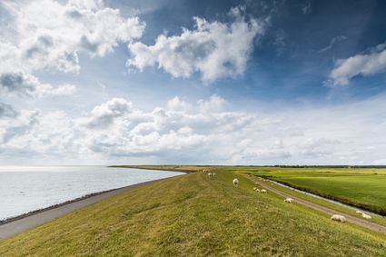 Een kudde schapen graast op een dijk in Friesland.