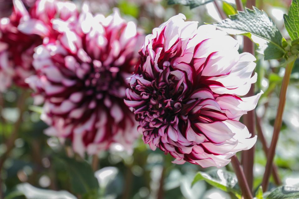 Foto's van Hella Radic-Hoogzand mogen uitsluitend gebruikt worden voor de website van Visit Duin en Bollenstreek.