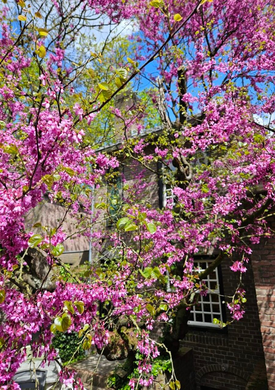 Workshop - Lijnen van de natuur
