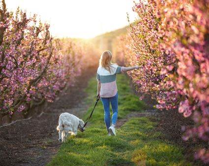 Foto van wandelaar met hond in landschap met bloesem