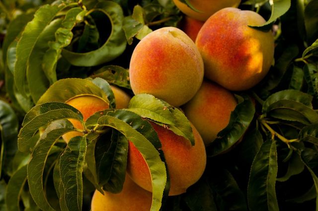 Groen blad met geel-rode appels in het midden.