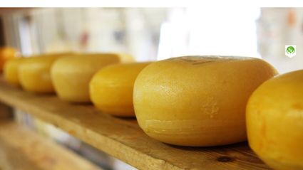 Boerderij Kaasboerderij De Lagebroek, provincie Utrecht, Groene Hart, rij met ambachtelijke Goudse kazen die rijpen op houten planken in de kaasmakerij.