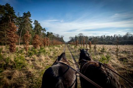 Met paard op de Hoge Veluwe - BezoekEde