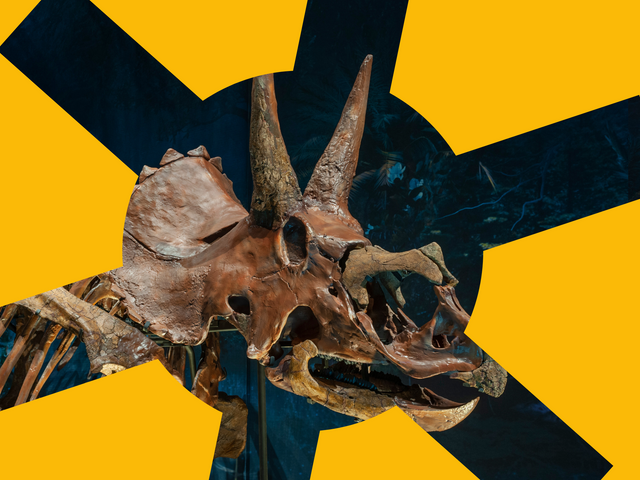 Triceratops in zaal Dinotijd met gele zon