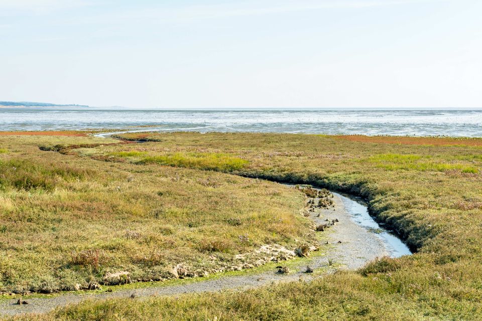 Kroonspolder op Vlieland. Vogels op het Wad.