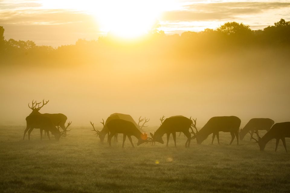 Edelhert op de Veluwe in de winter