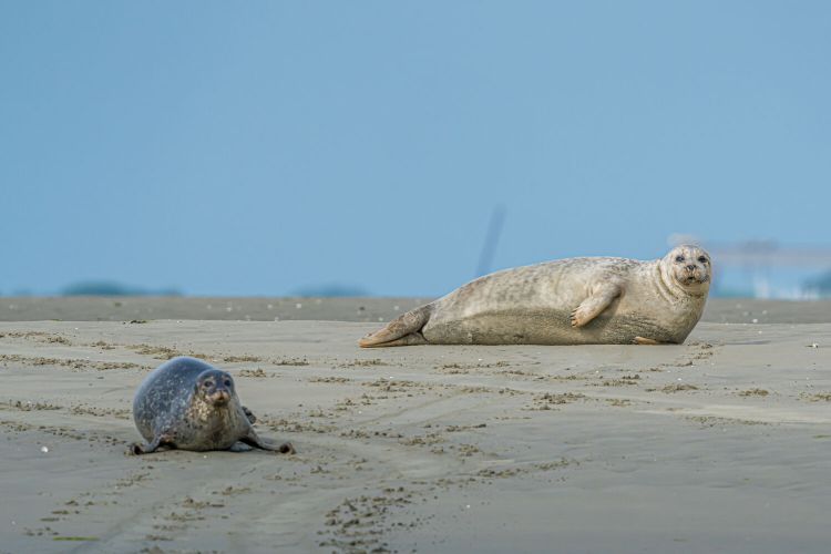 Zeehonden Nationaal Park Oosterschelde