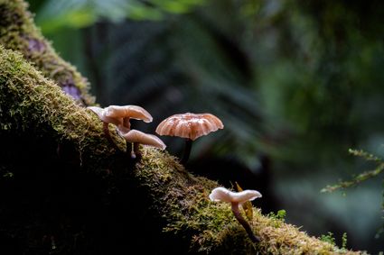 Paddenstoelen