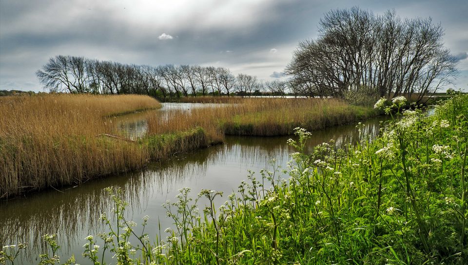 Op-Schouwen-Duiveland-Polders-Beekje-Met-Gras-Kronkelend