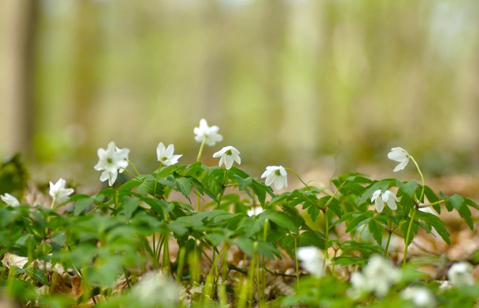 IVN-KNNV | Voorjaarswandeling in Ratum