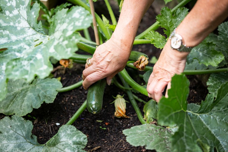 Een vrouw plukt een courgette in Lelystad, Flevoland