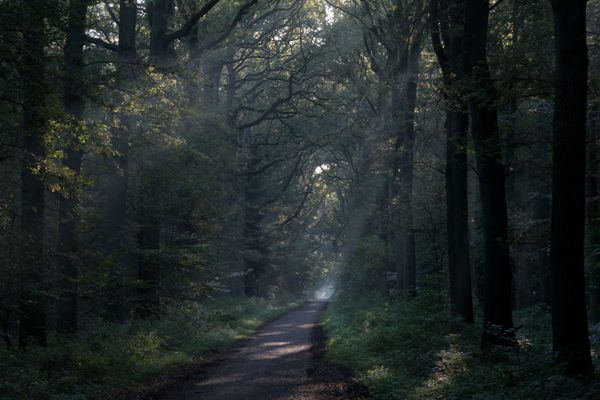 pad in lommerrijk bos