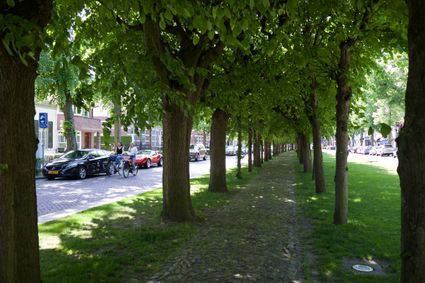Een laan van kinderkoppen met aan weerszijden Lindenbomen, die De Lind in Oisterwijk doorsnijdt