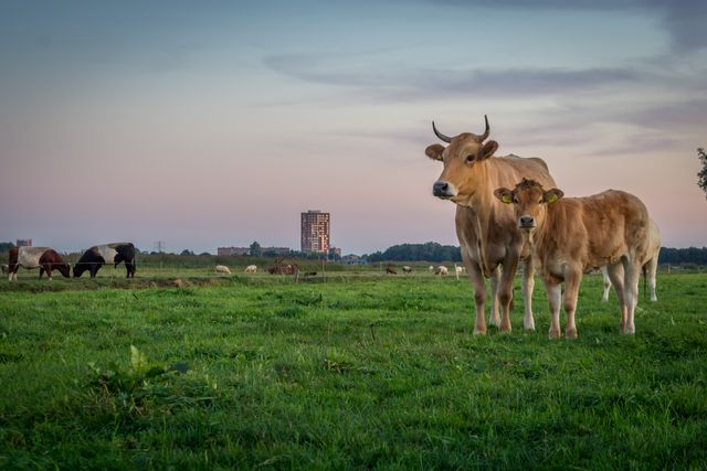 Koe met kalf in het weiland bij De Eemlandhoeve, met andere koeien en schapen op de achtergrond.