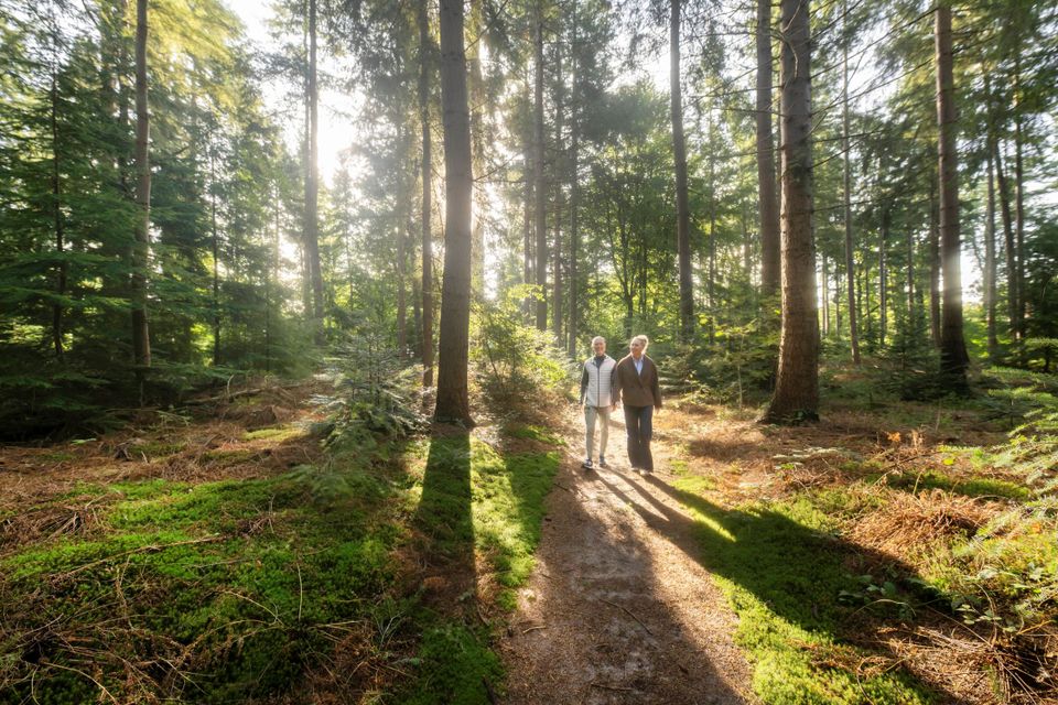 wandelen stel frederiksoord bos