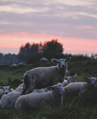 Schapen op de dijk bij Echten