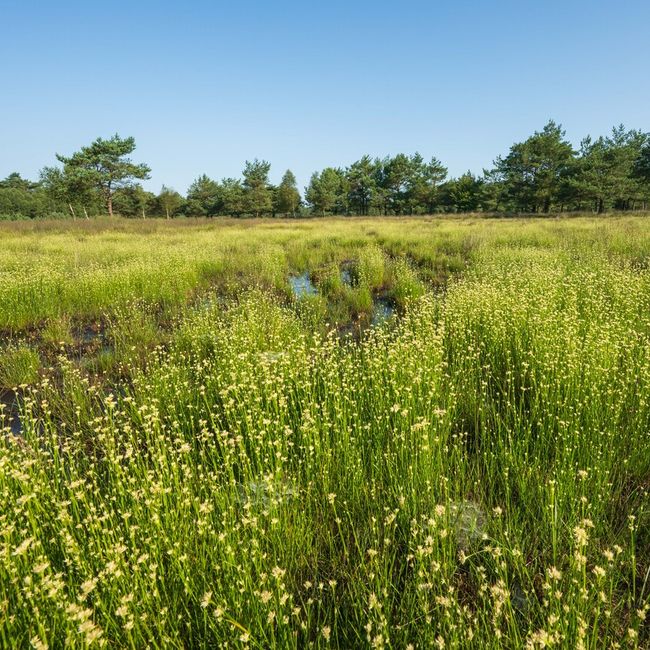 Groen weidewandeling