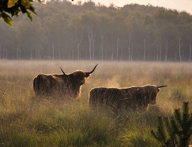 Schotse Hooglanders op Nederheide