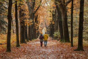 Herfst in de bossen in Tilburg