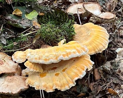 Paddenstoelen