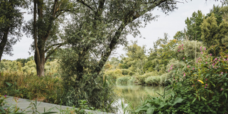 Wildernis aan het water