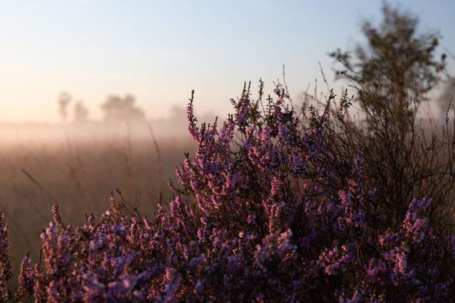Nahaufnahme der violetten Heide auf dem Balloërveld in Drenthe.