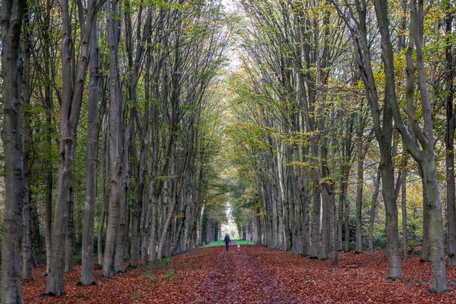 Herfst bomenlaan